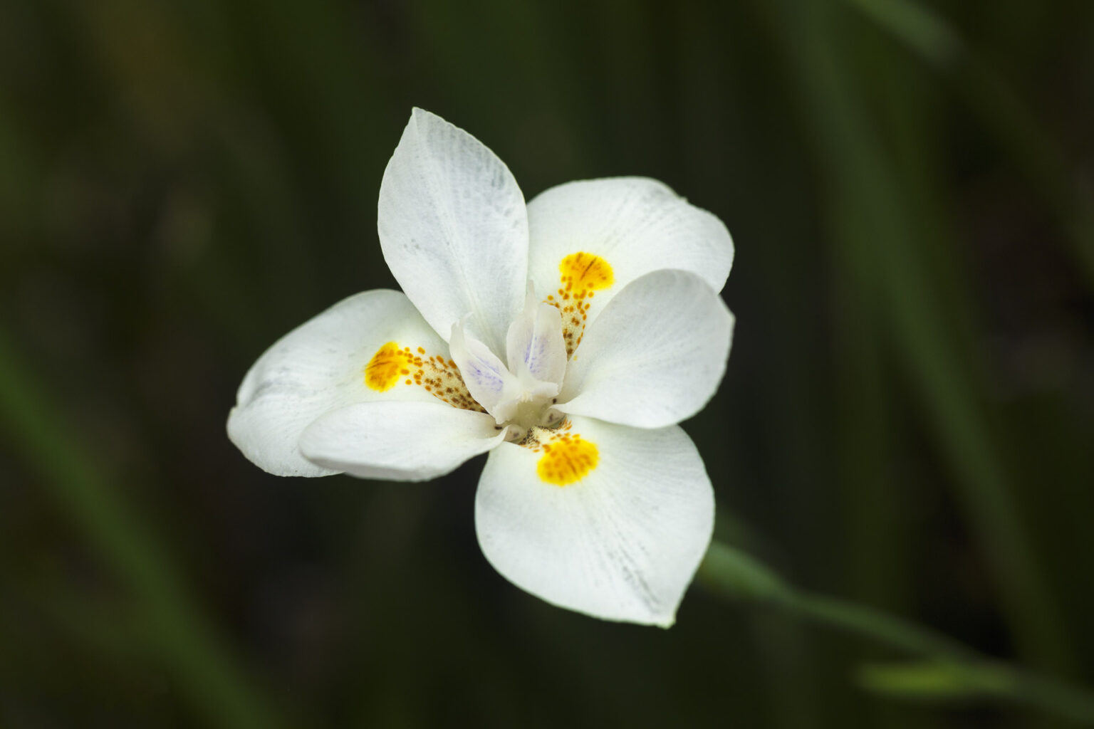 African Iris (Dietes iridioides)