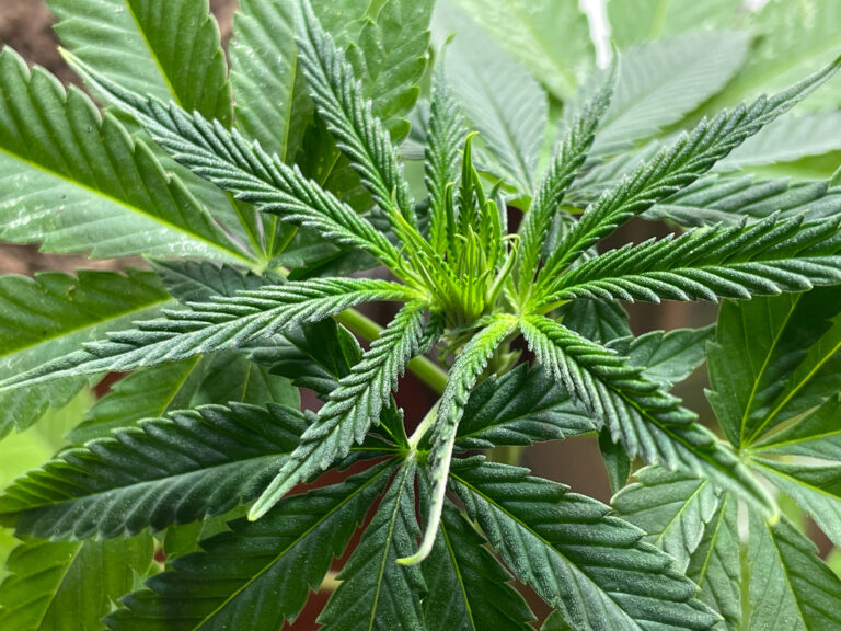 Cannabis (Cannabis sativa)