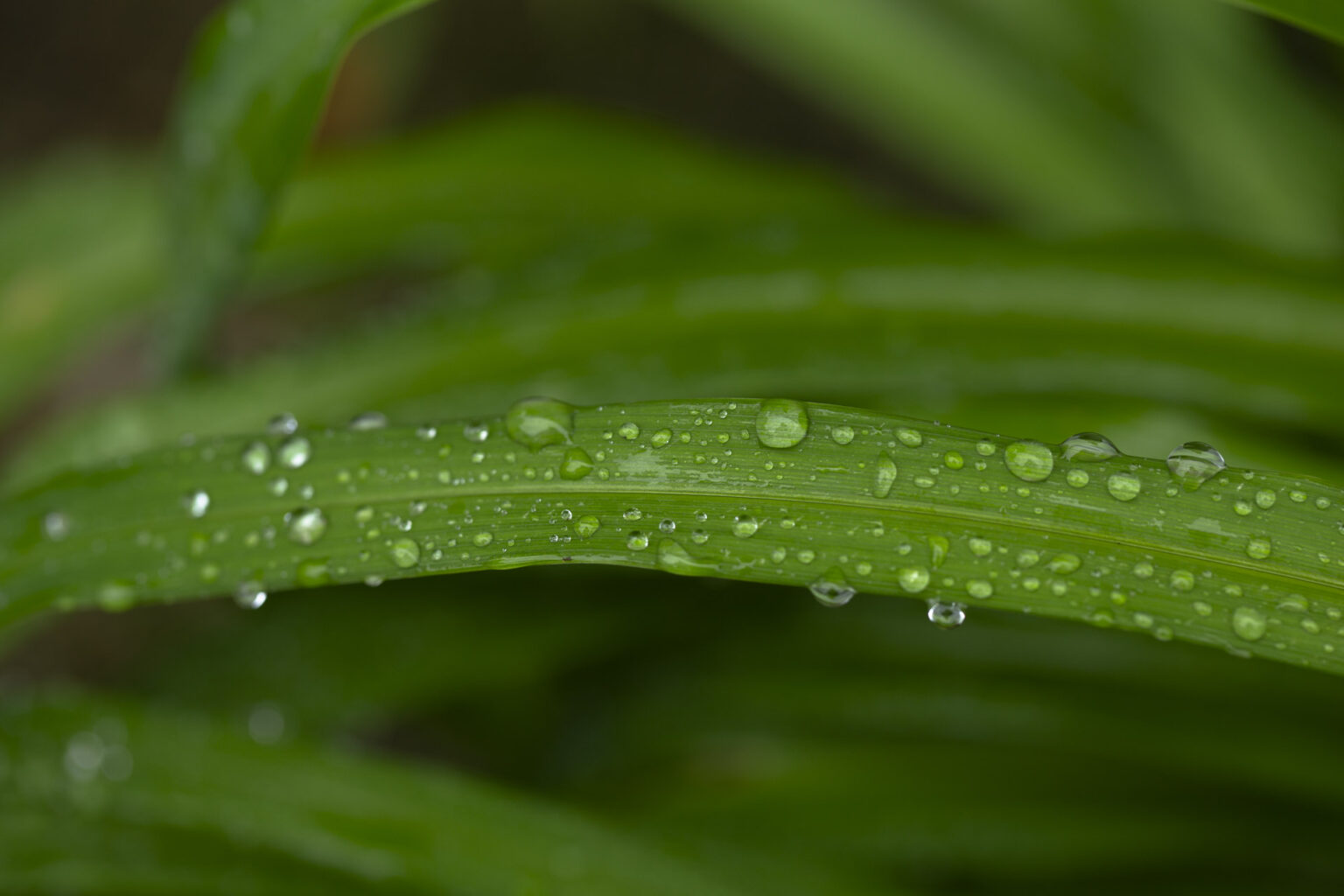 Creeping Lilyturf