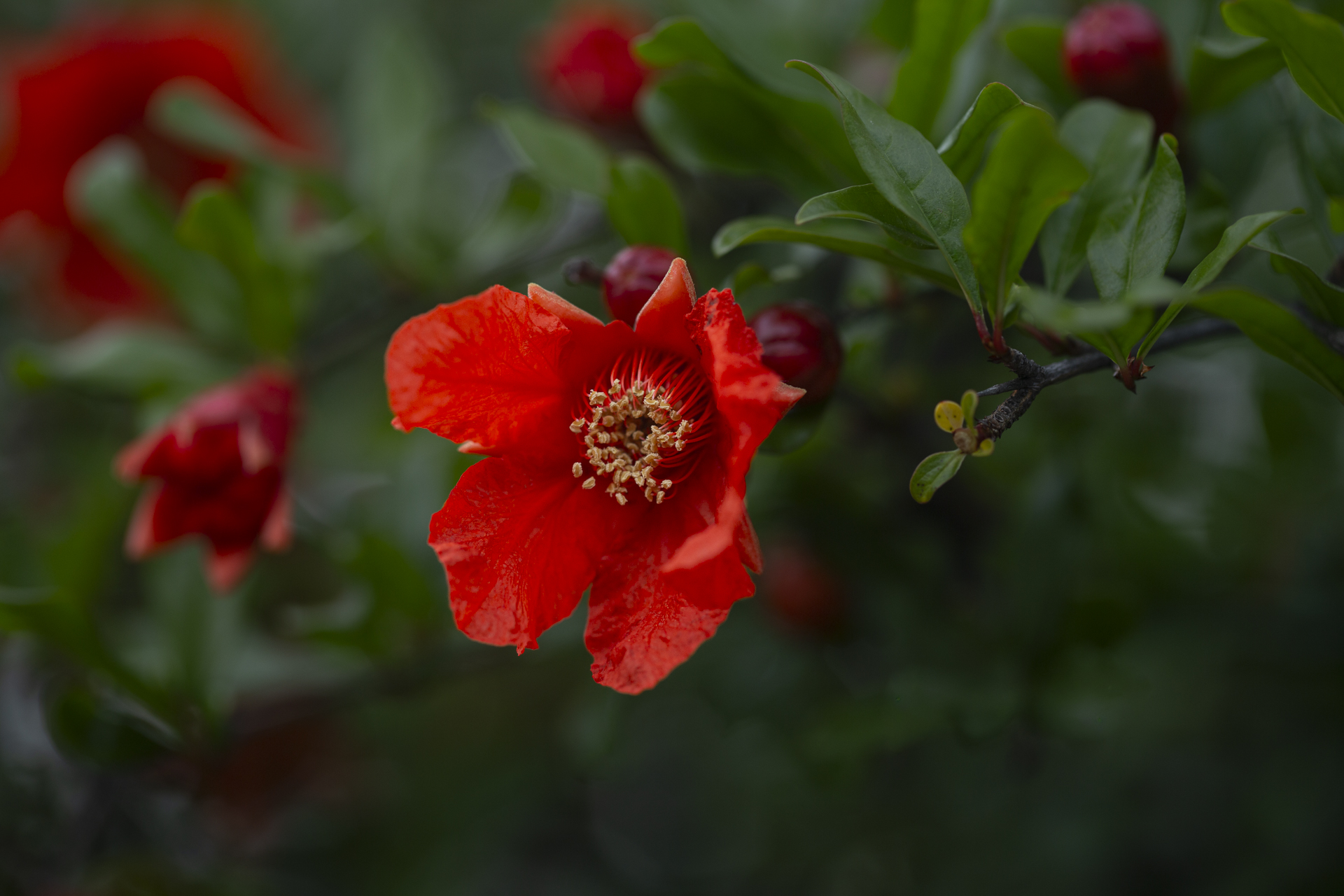 Pomegranate (Punica granatum)