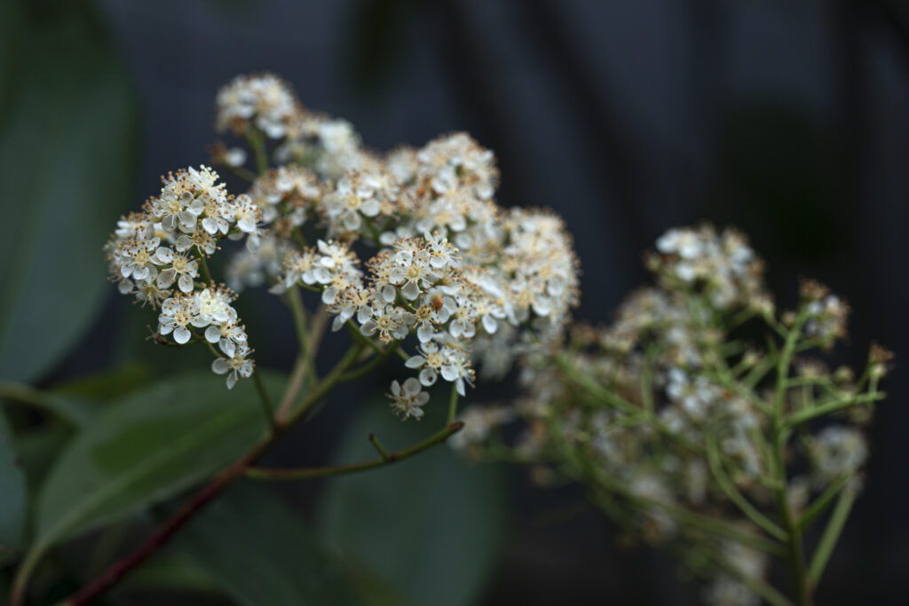 Red Tip Photinia (Photinia fraseri) #3