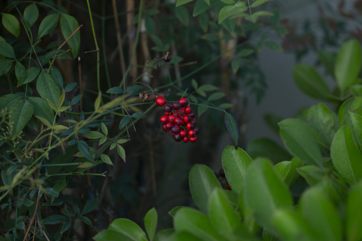 Nandina domestica