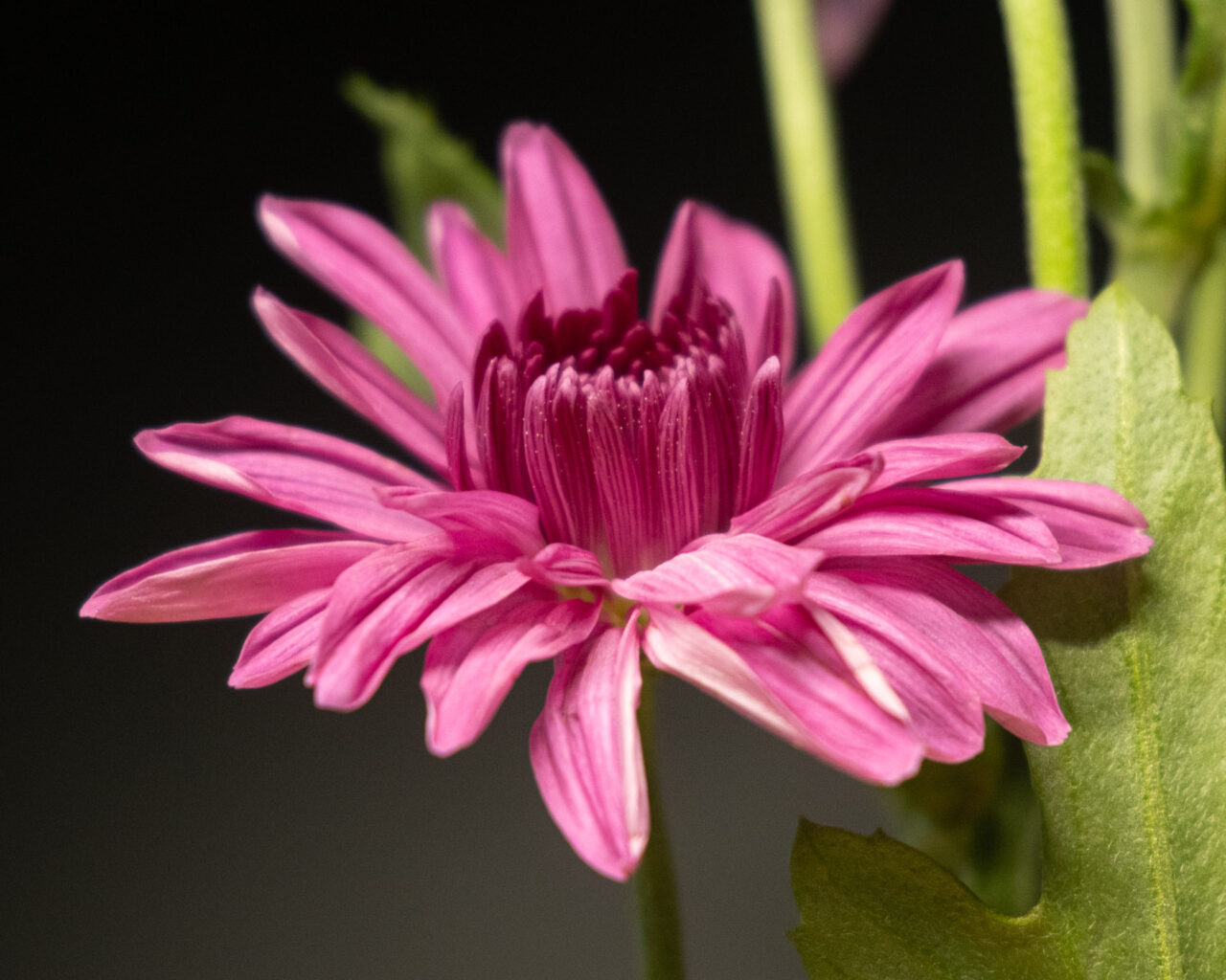 African Daisies (Osteospermum)