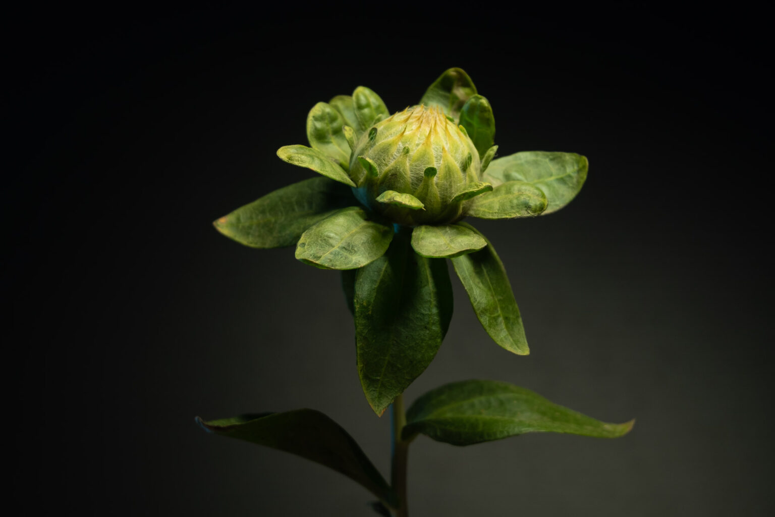 Safflower (Carthamus tinctorius)