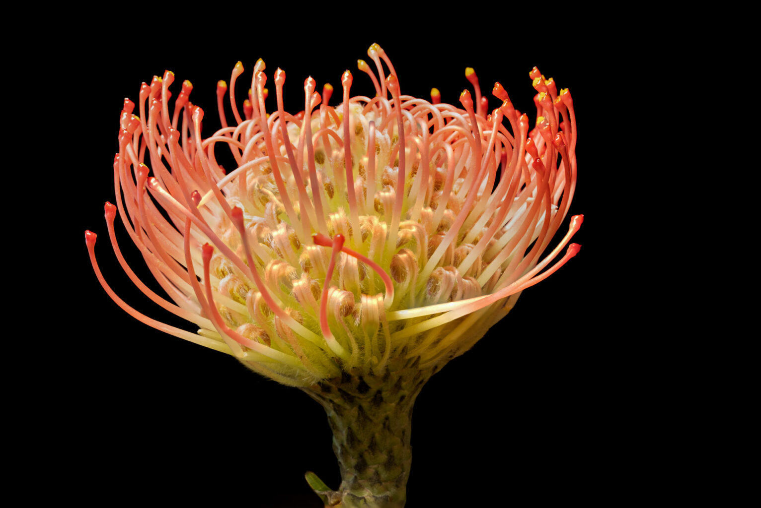 Pincushion Protea (Leucospermum cordifolium)