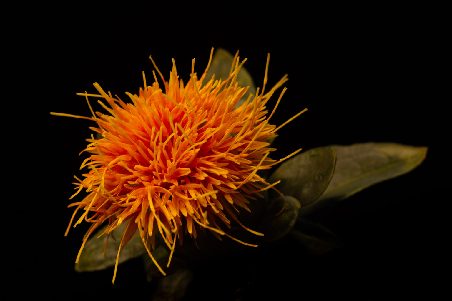 Safflower (Carthamus tinctorius)