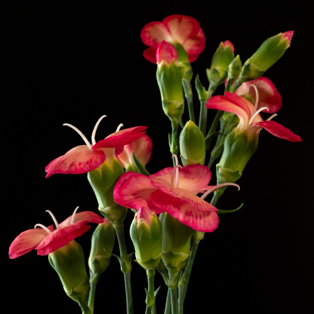 Dianthus (Dianthus 'solomio')