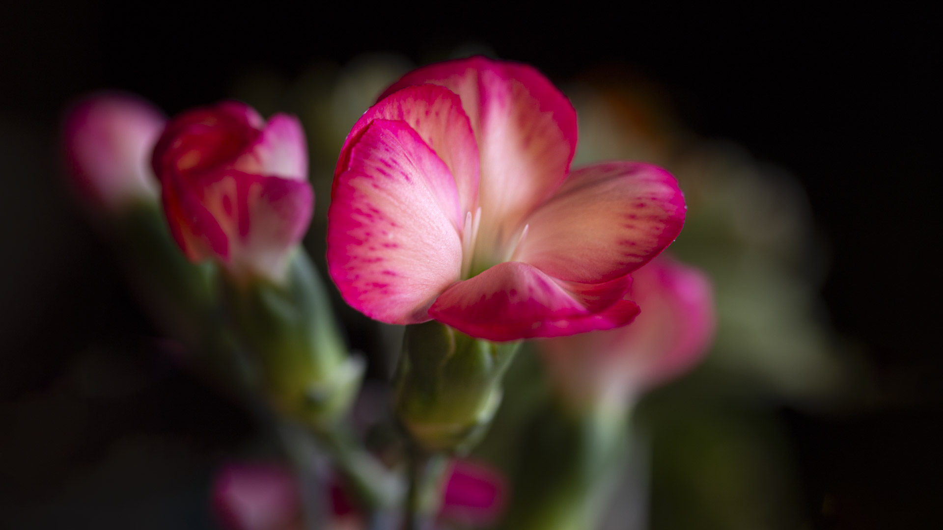 Pink Bicolor Pelargonium (Pelargonium sp.)