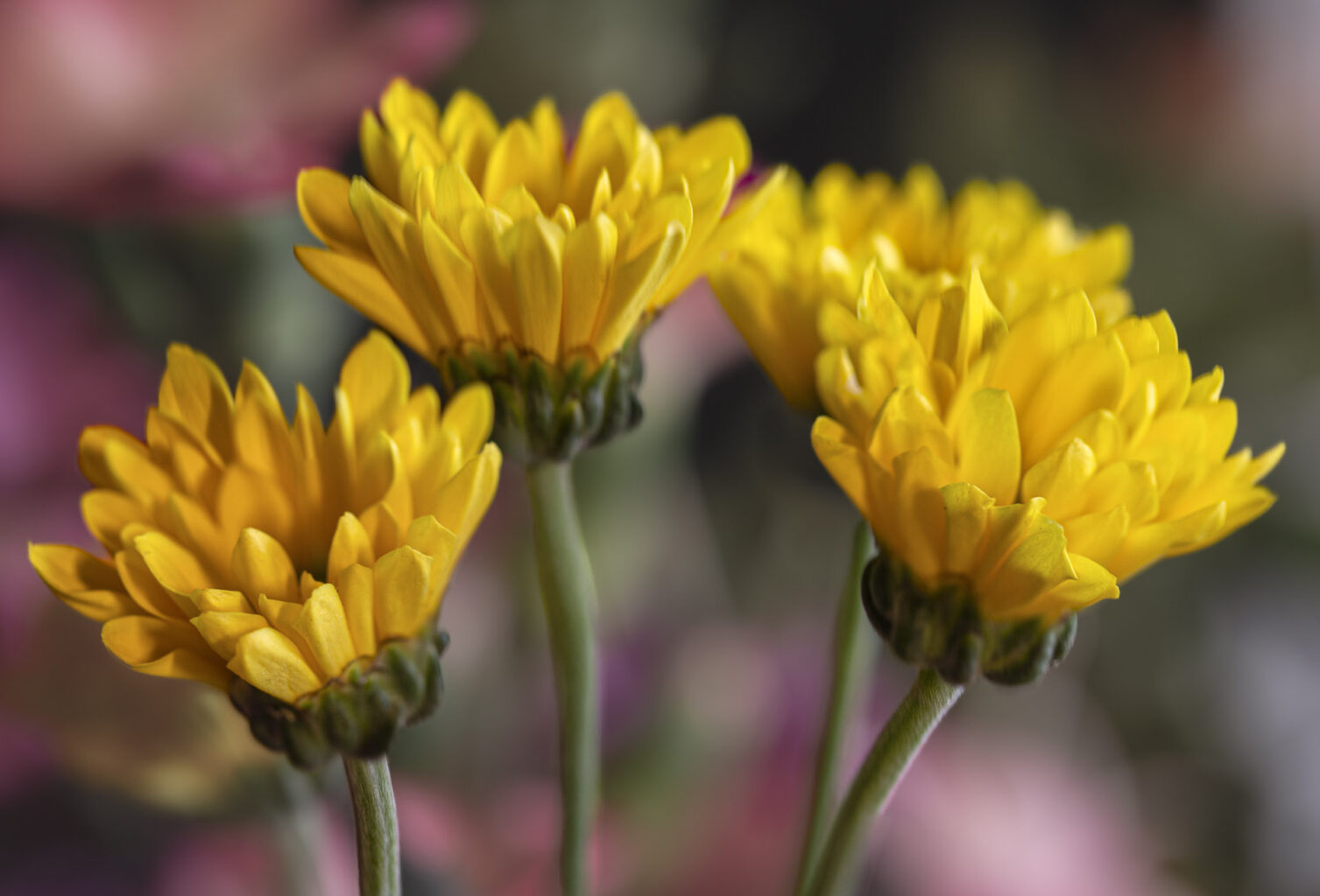 Pot Marigold (Calendula officinalis)