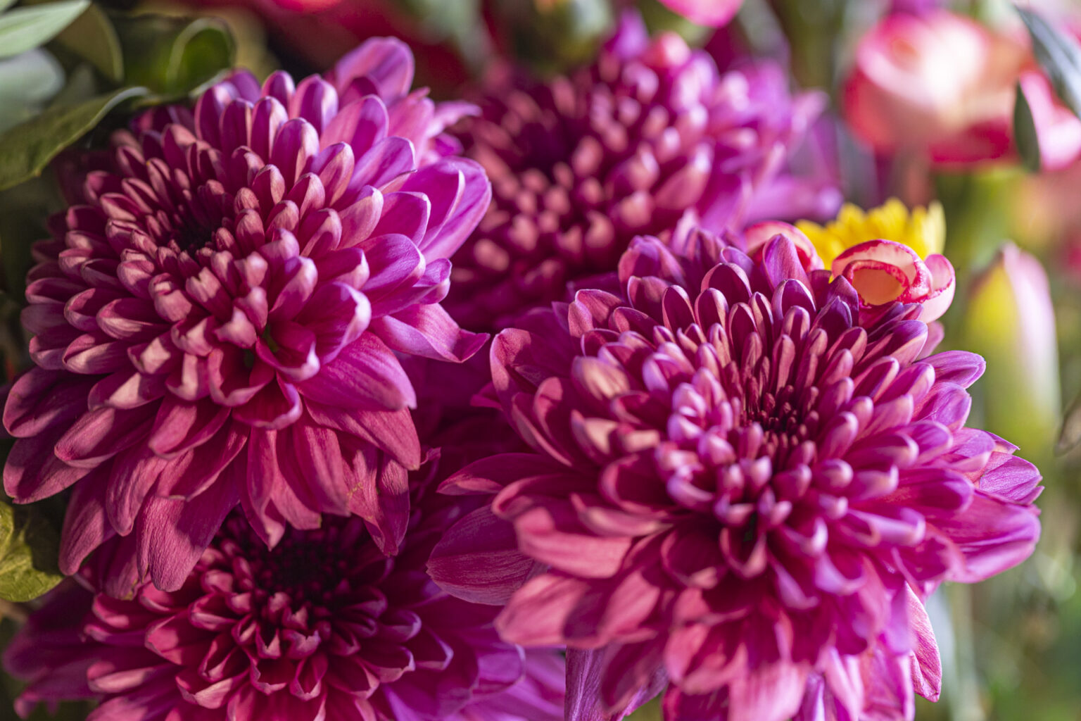 Pink Chrysanthemum (Chrysanthemum × morifolium)