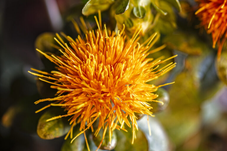 Safflower 2