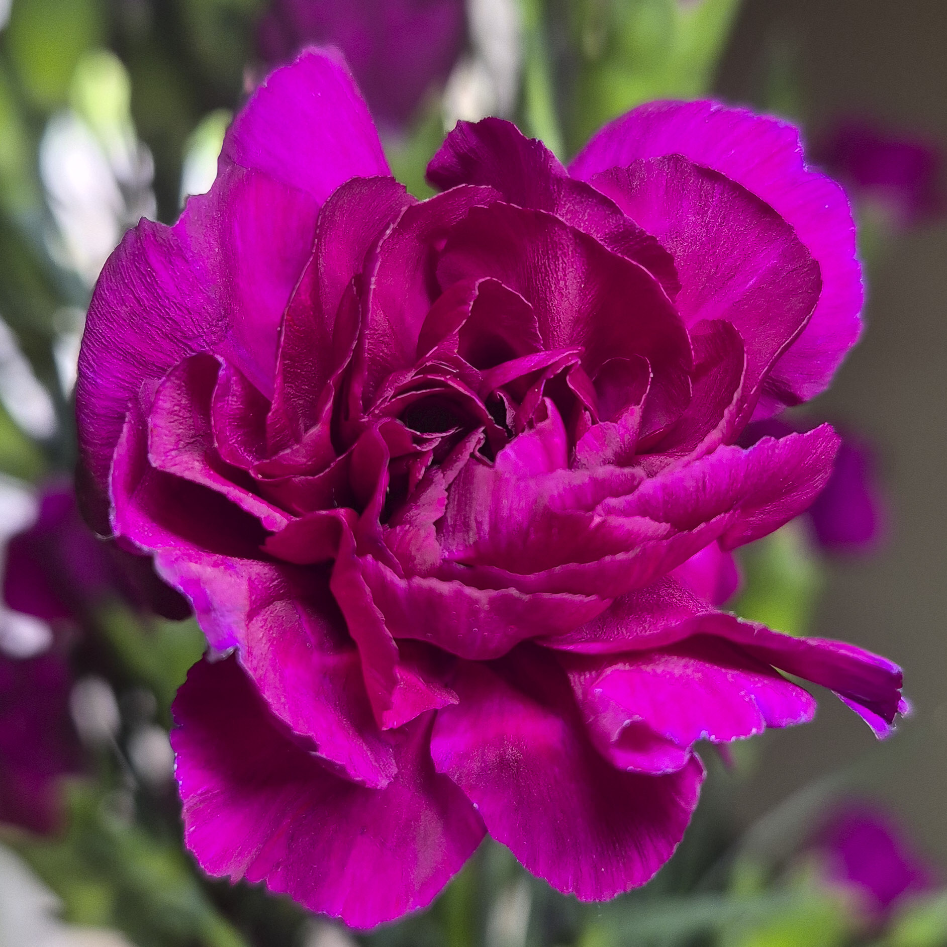 Miniature Carnation