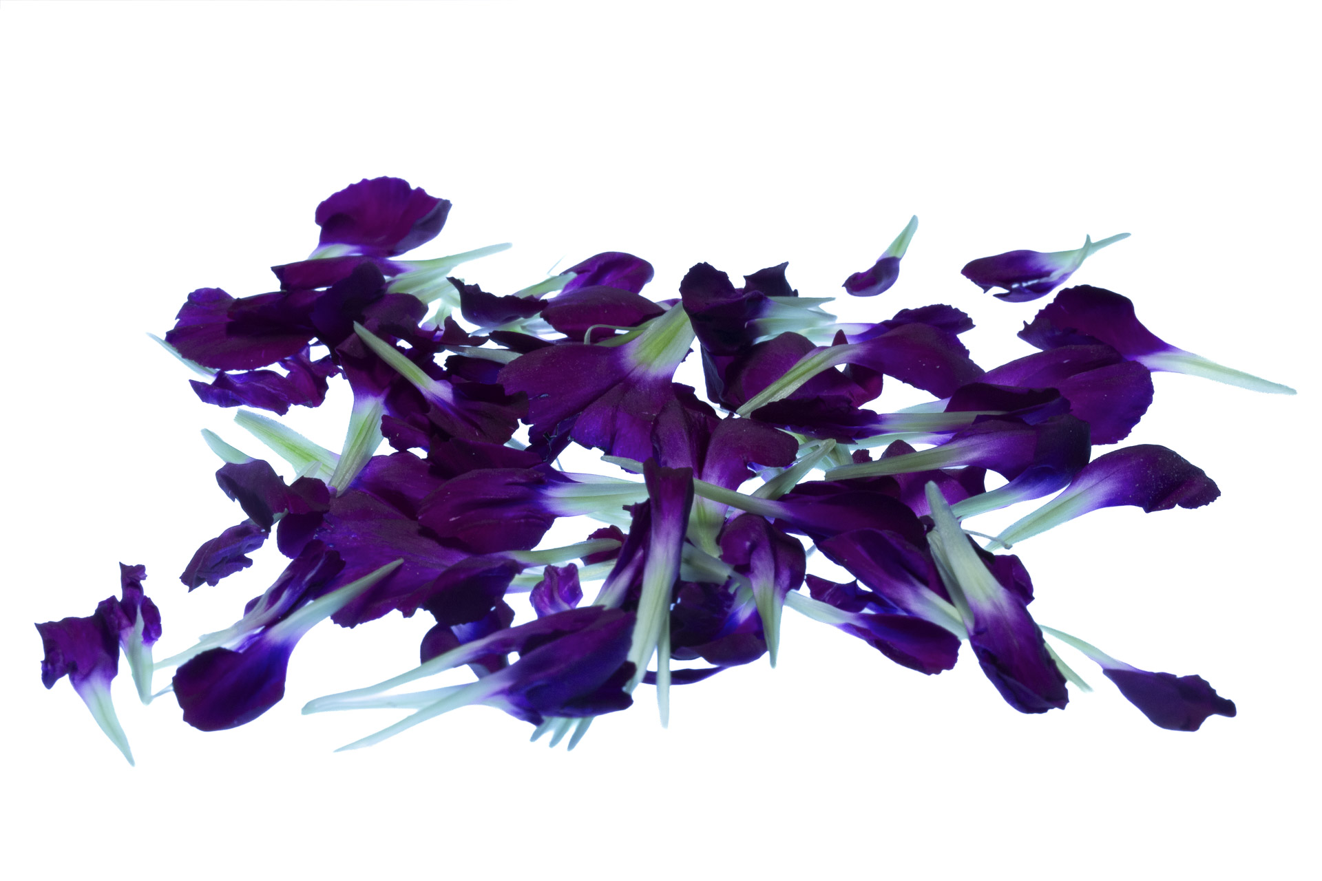 Carnation Flower Leaves