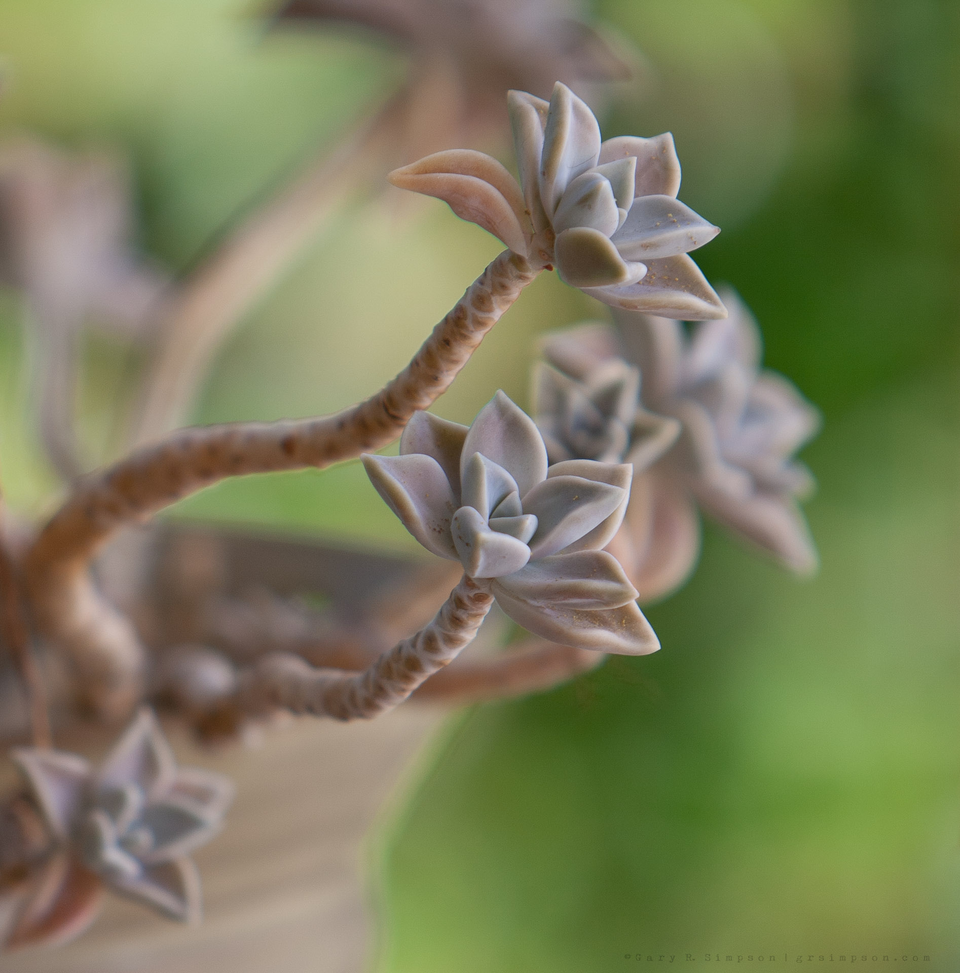 Ghost Plant (Graptopetalum paraguayense)