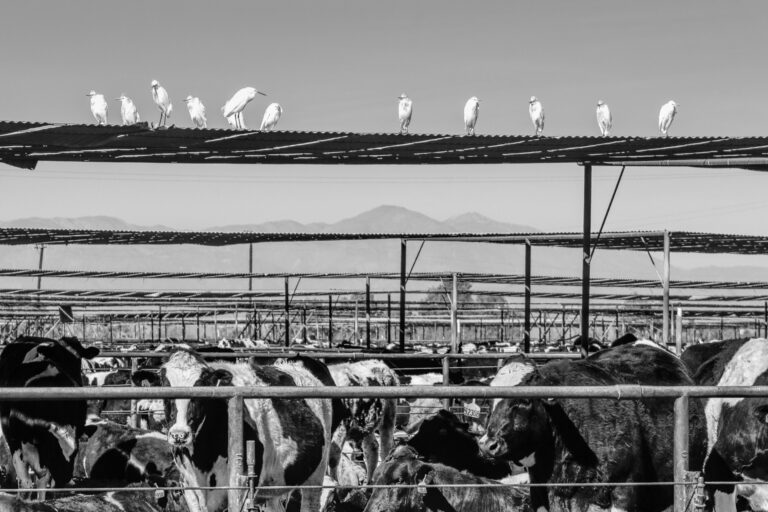 Black-and-white photograph of cattle crowded behind metal fencing, with ten white egrets perched on a corrugated roof above the feedlot.
