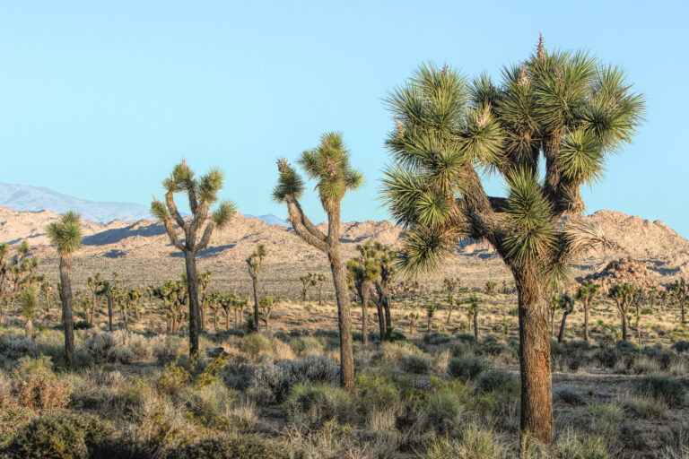 Joshua trees of varying heights standing in a row against desert mountains in Joshua Tree National Park.