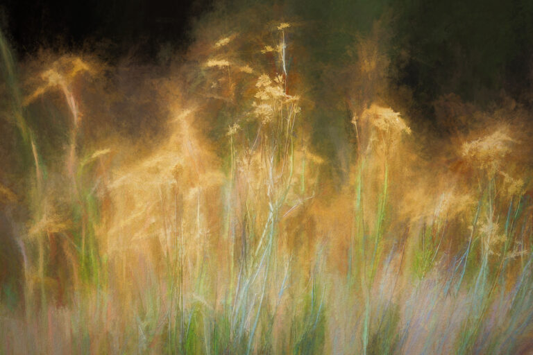 Abstract photograph of buckwheat seed heads and slender stems in golden light, surrounded by soft washes of green, amber, and pale blue against a dark background.