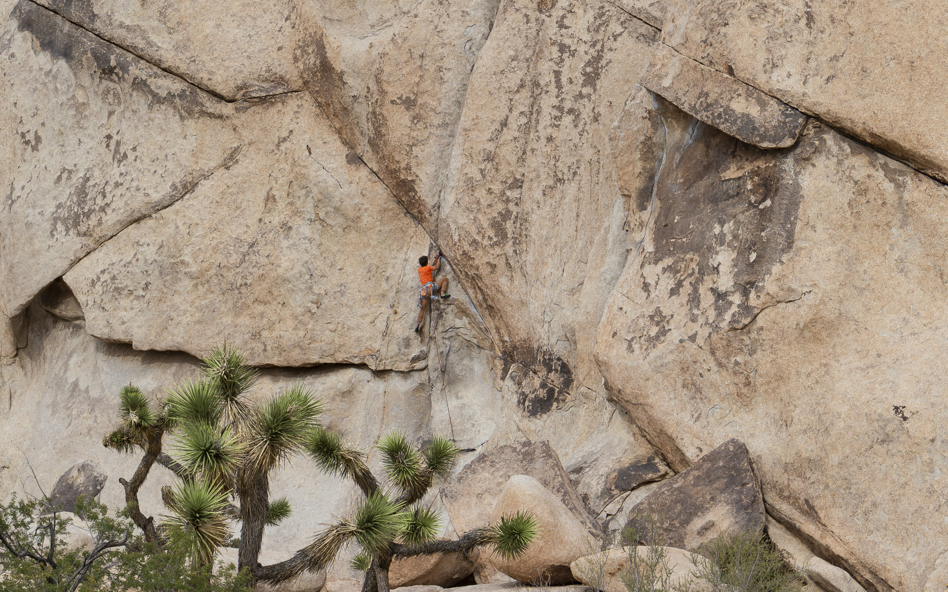 Orange shirted rock climber scaling a steep granite wall above Joshua trees in Joshua Tree National Park.