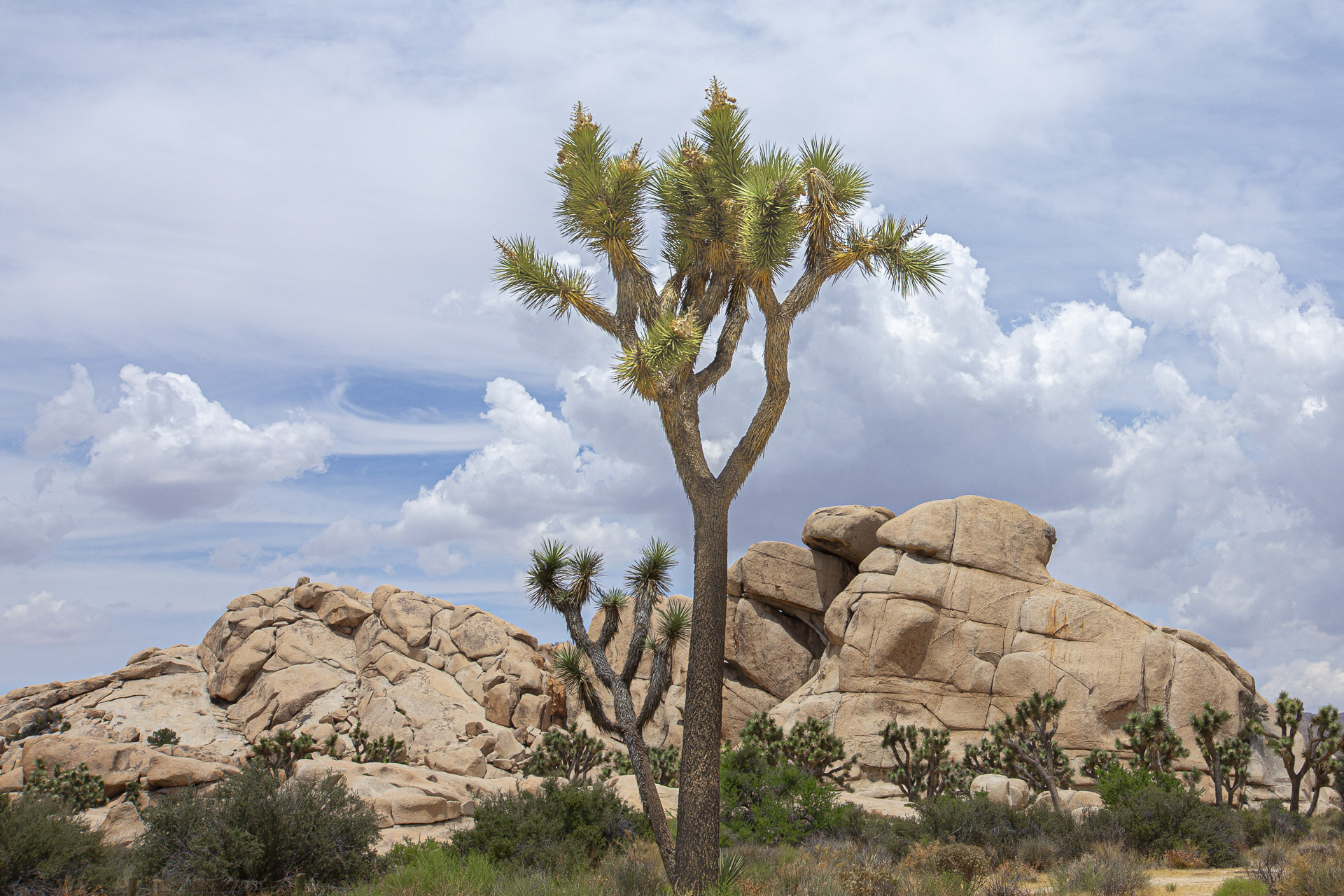 A tall Joshua tree surrounded by desert shrubs and granite boulders beneath a cloudy sky.