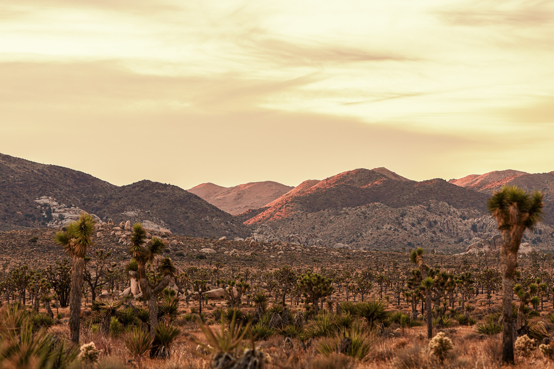 Joshua trees and desert mountains at dawn.