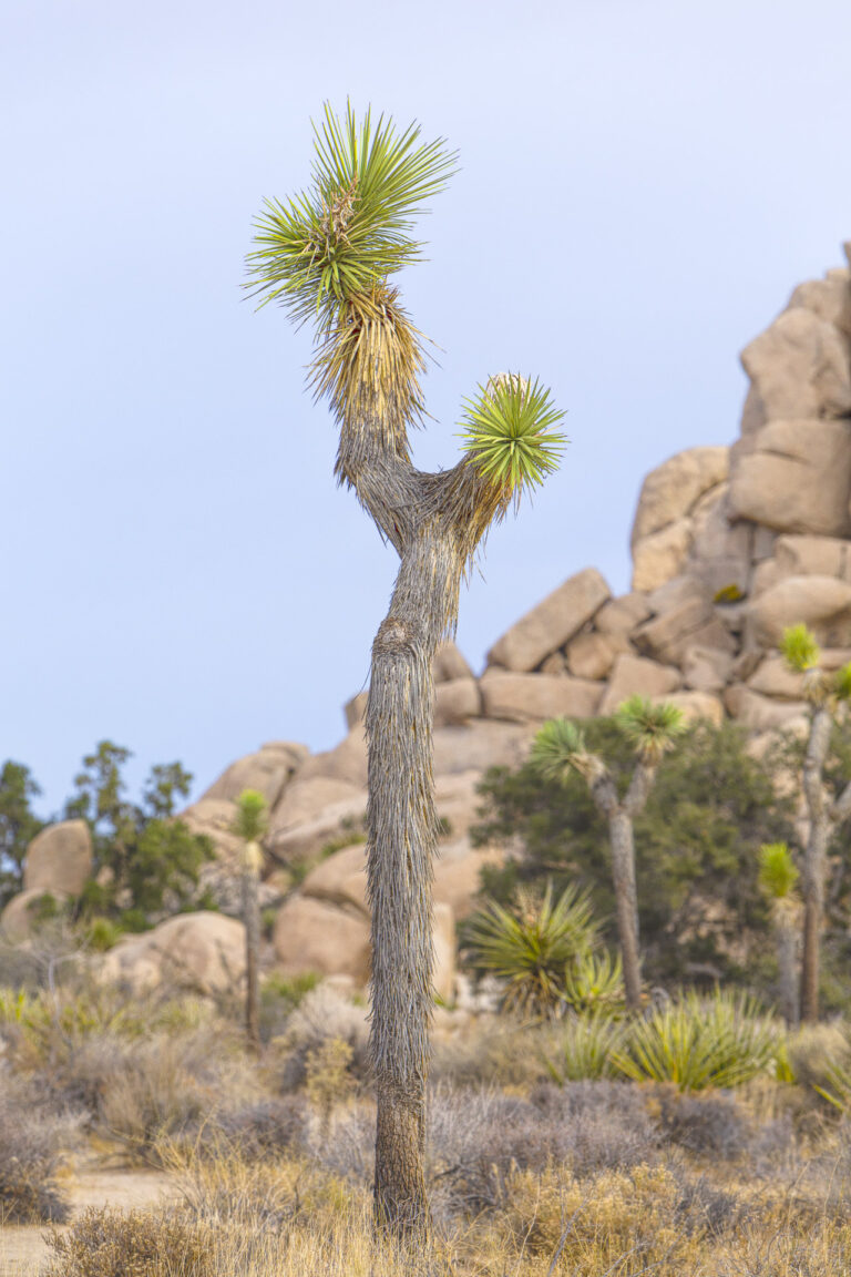 Forked Joshua tree with spiky green leaves against granite boulders.