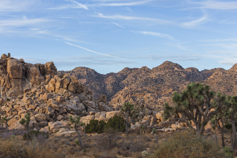 Joshua trees among granite boulders and rocky hills in Joshua Tree National Park.