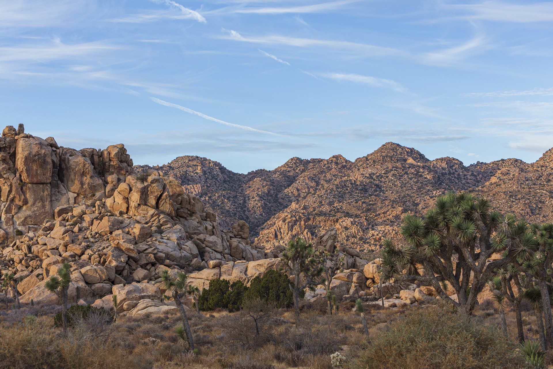 Joshua trees among granite boulders and rocky hills in Joshua Tree National Park.