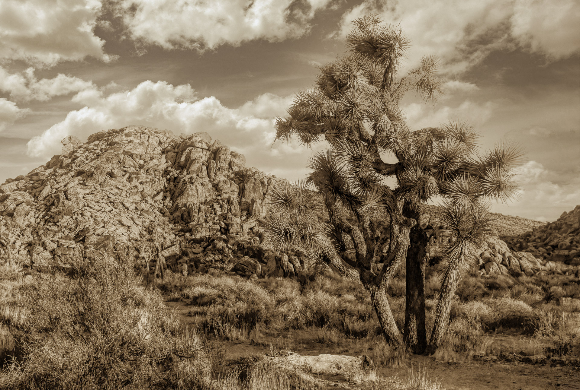 Joshua tree standing among desert rocks and shrubs beneath a cloudy sky.