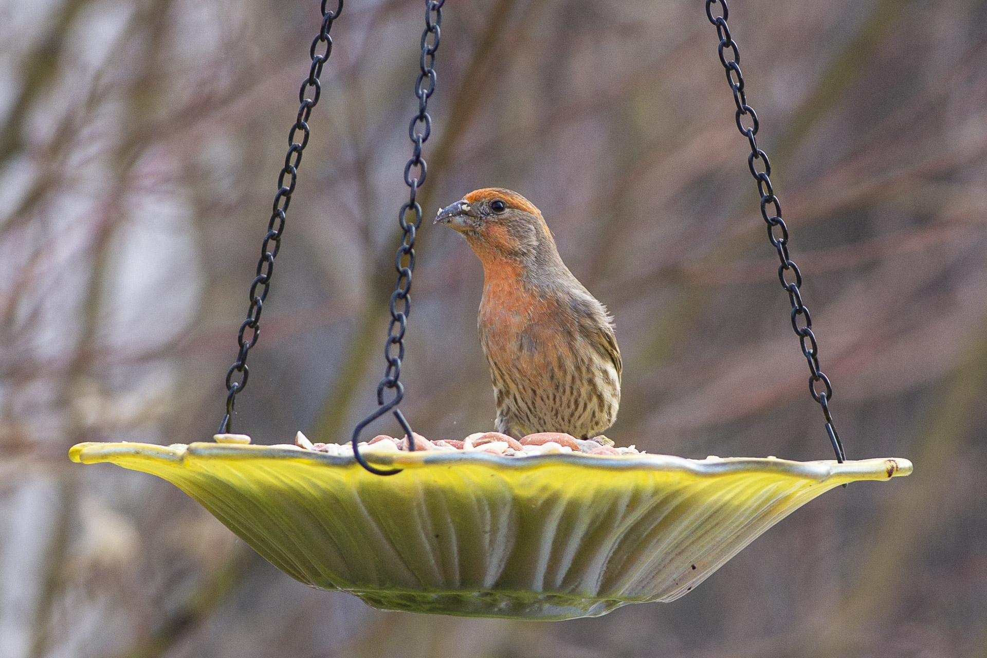 A reddish-orange house finch perched on a hanging green ceramic bird feeder filled with seeds, against a softly blurred background of bare tree branches.