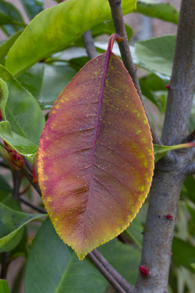 Red Tip Photinia