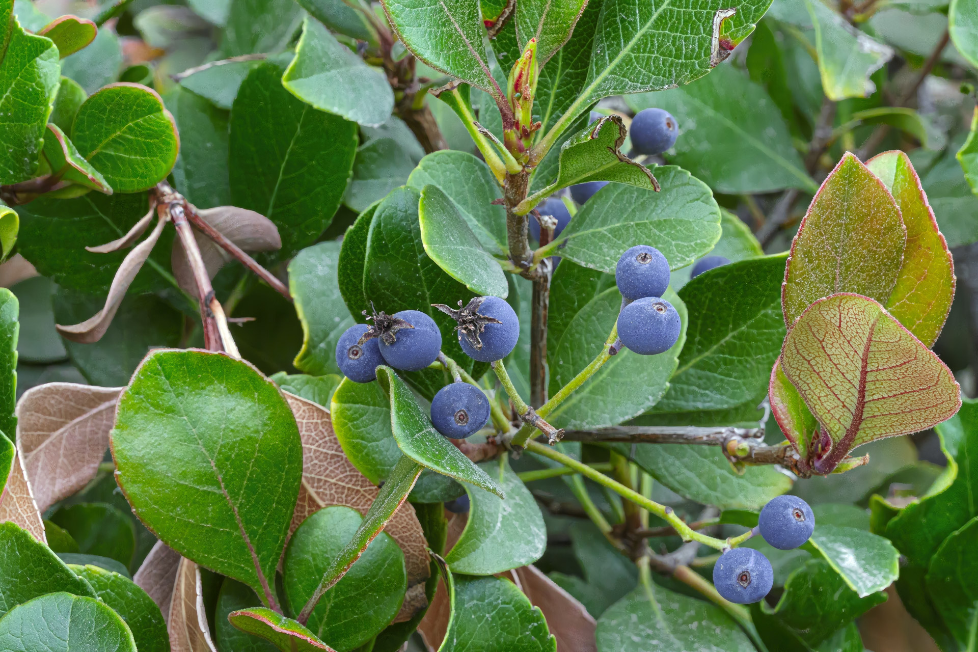 Indian Hawthorn, Rhaphiolepis indica