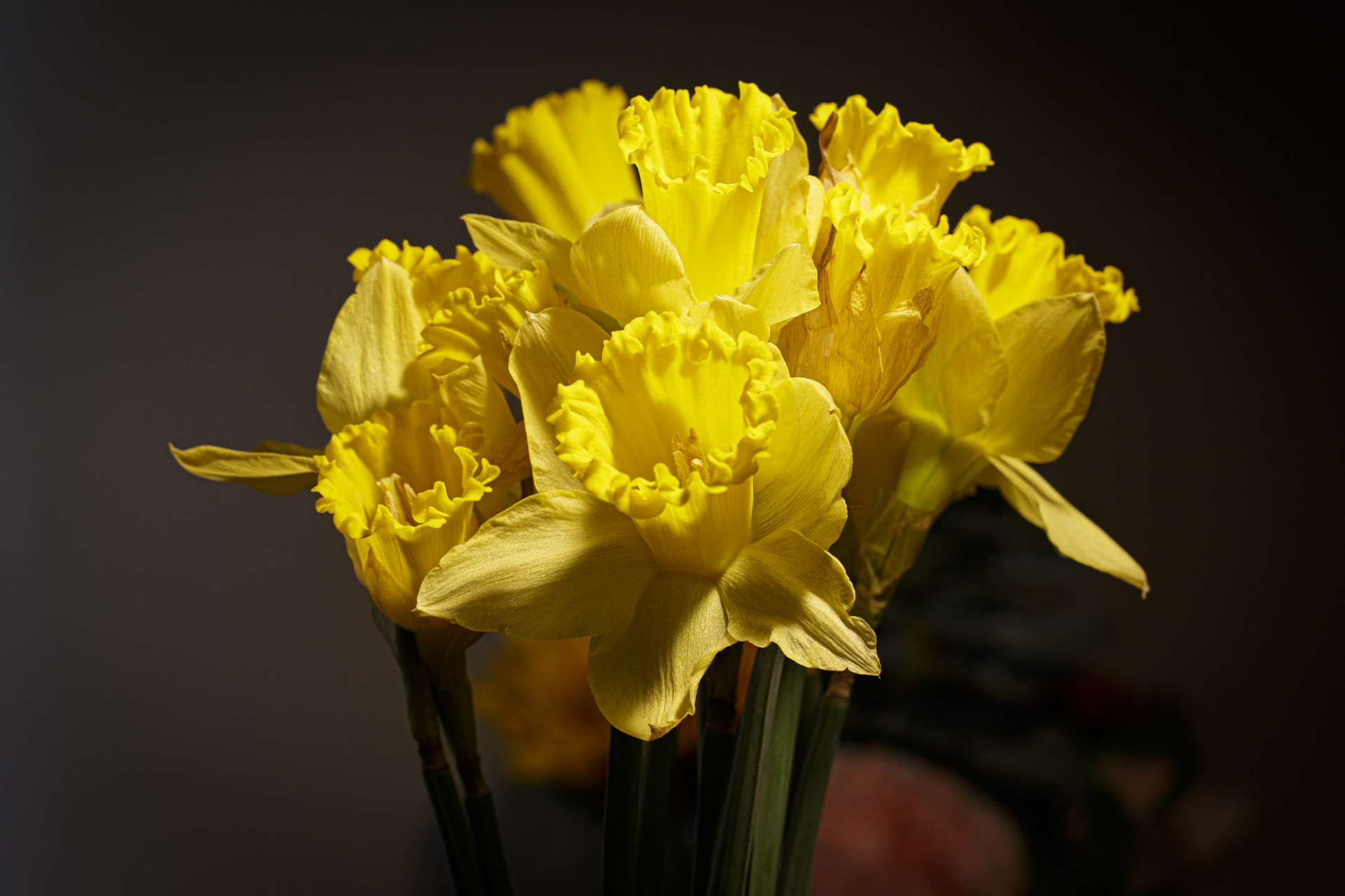 Yellow Daffodils