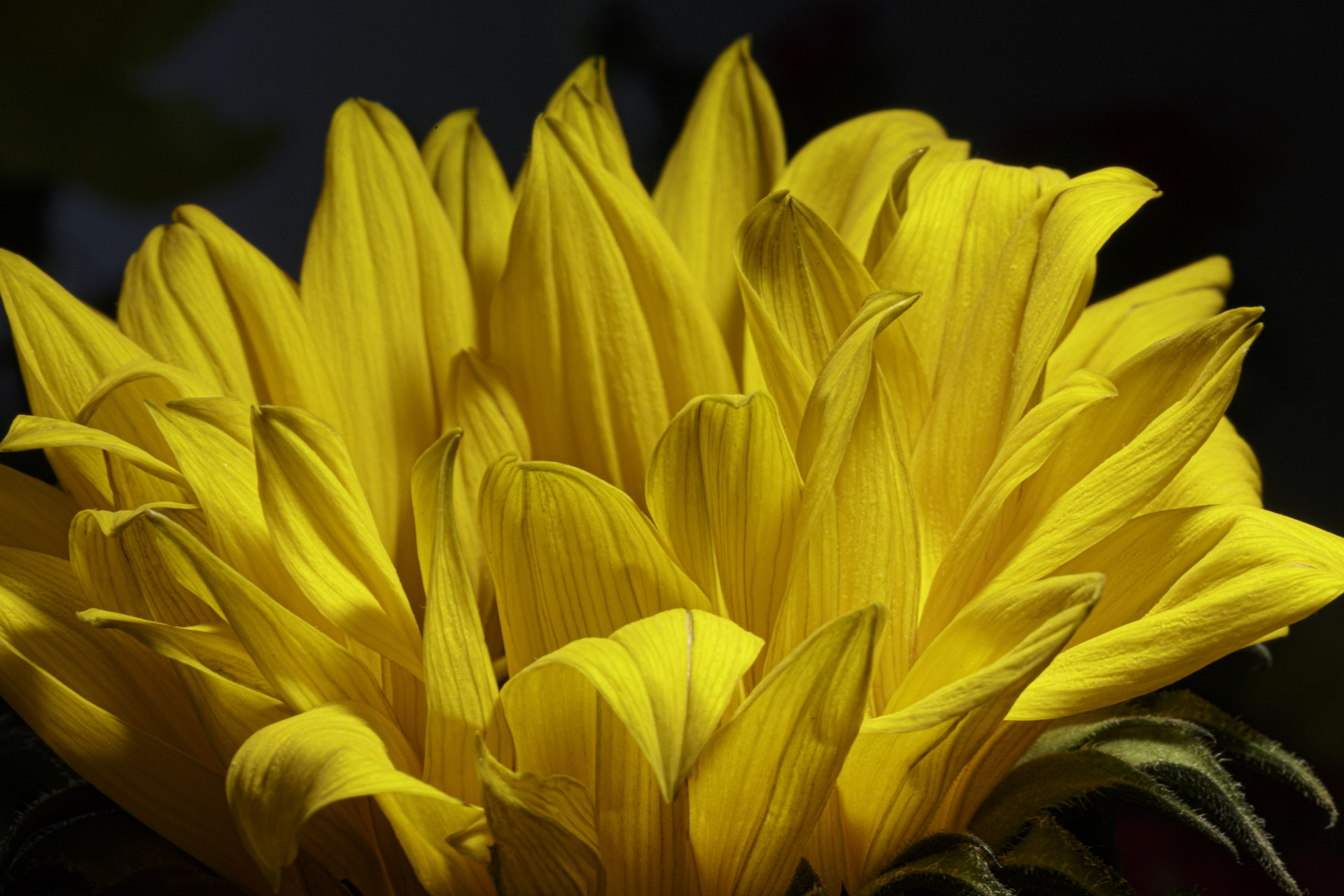 Yellow Sunflower