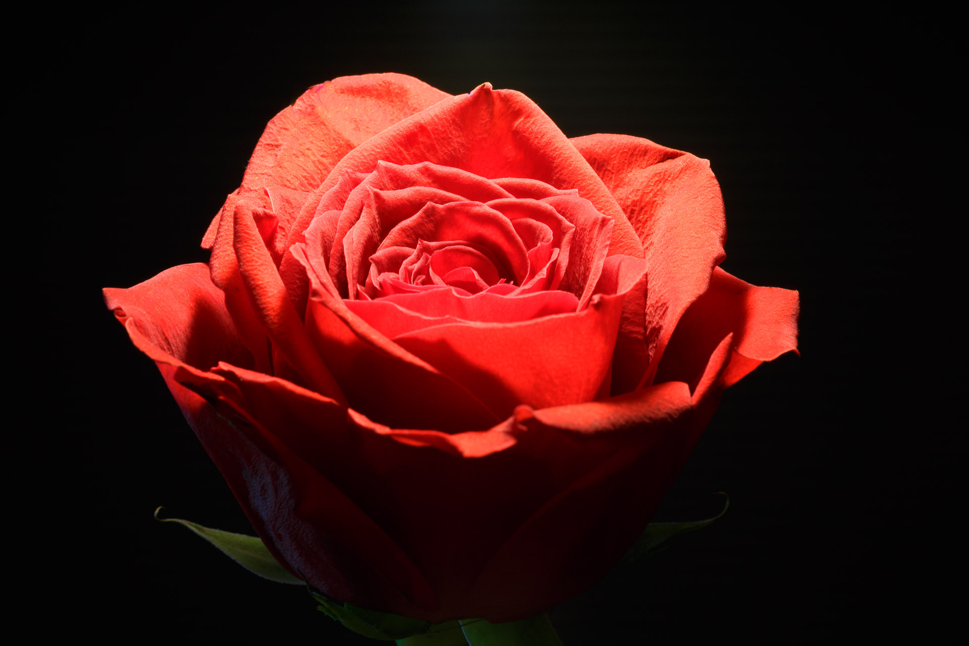 Red Rose