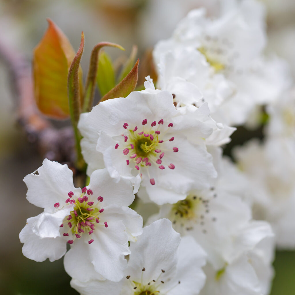 Asian Pear (Pyrus pyrifolia) #2