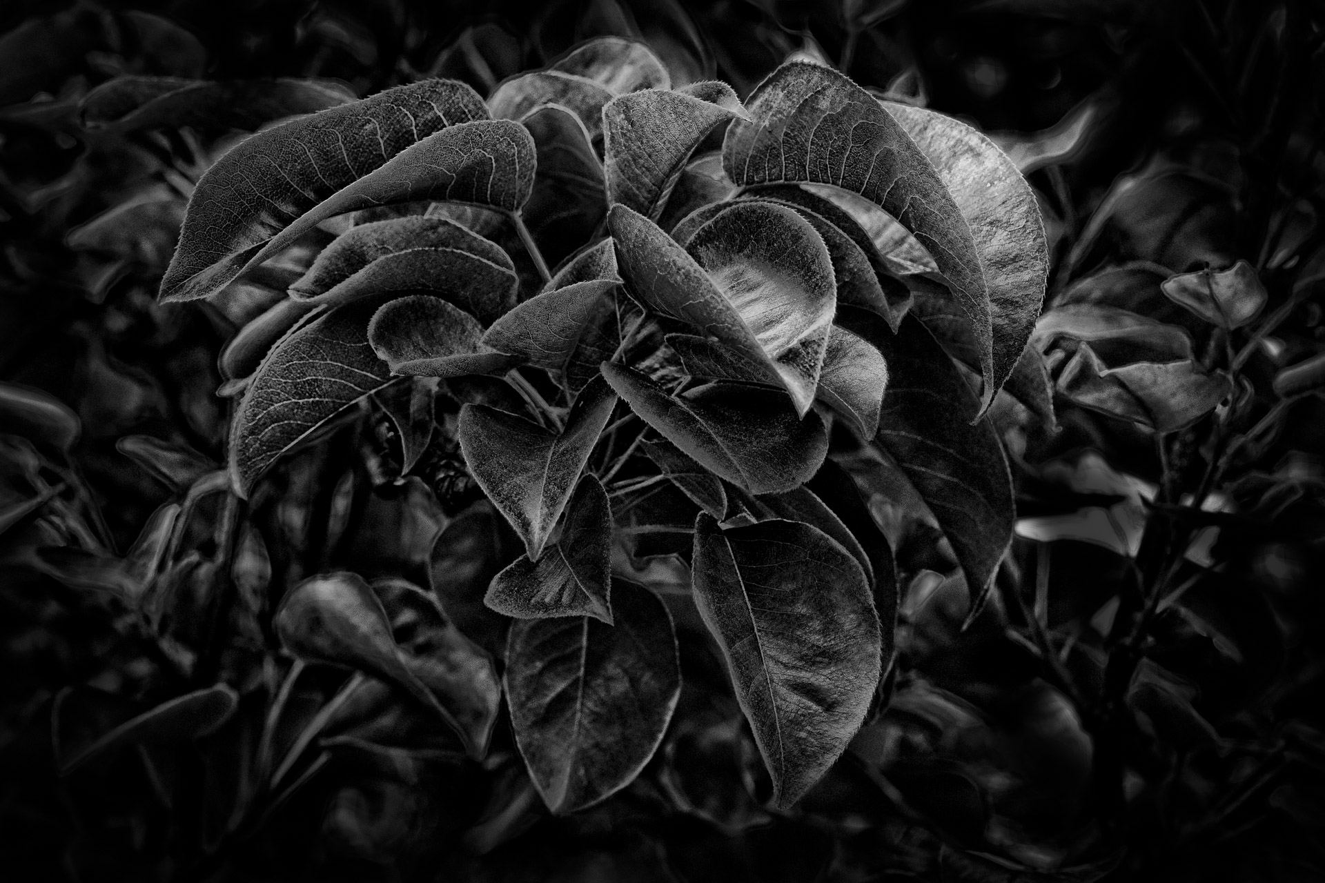 Asian pear leaves