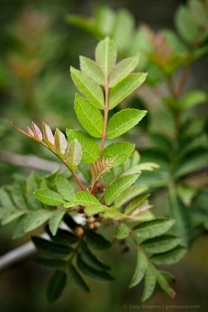 Brazilian Pepper Tree (Schinus terebinthifolius)