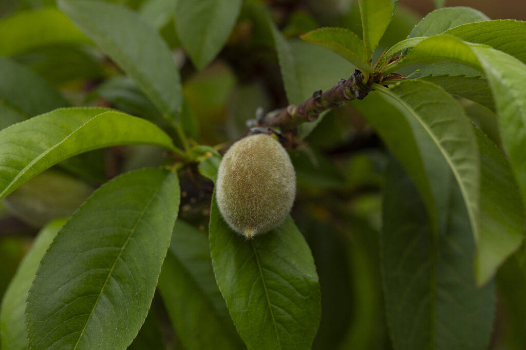 Peach (Prunus persica)