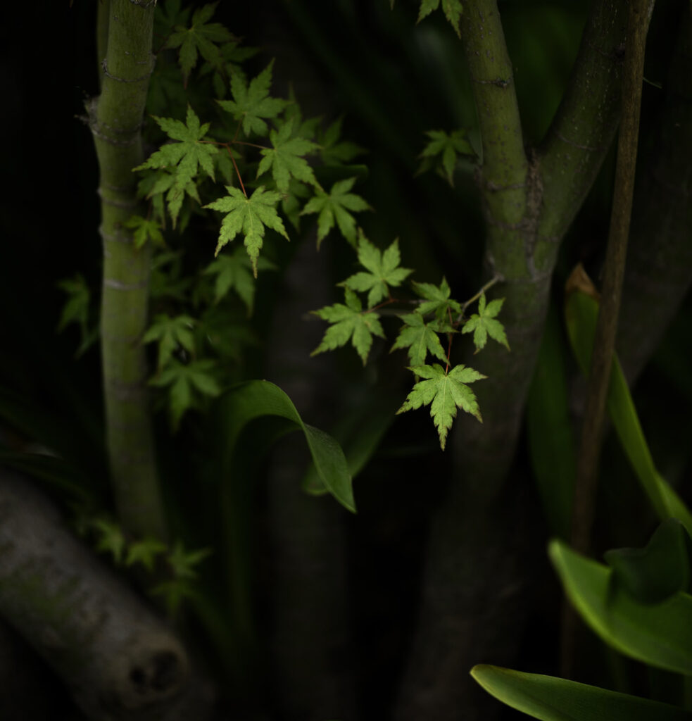 Japanese Maple (Acer palmatum)