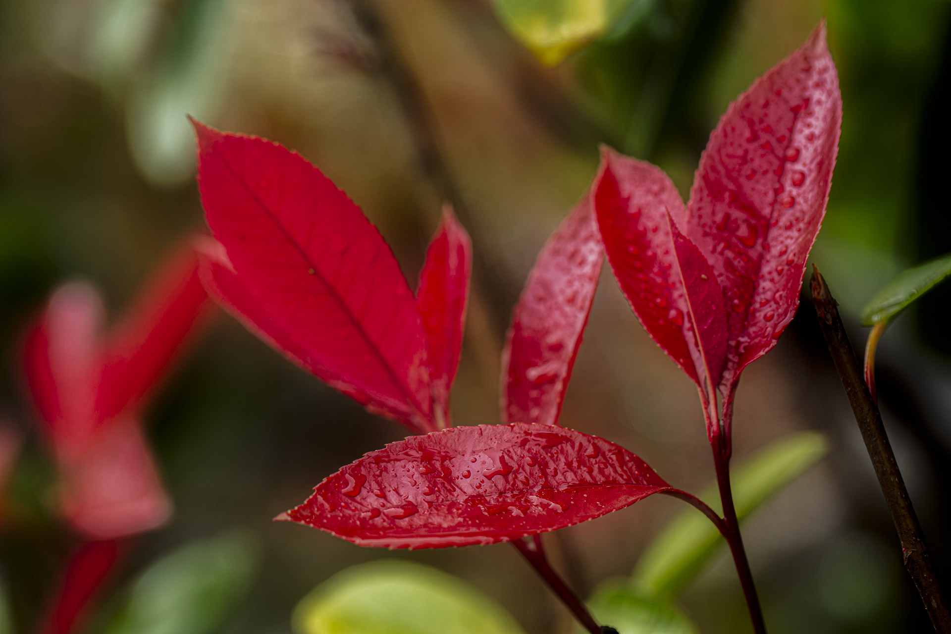 Red tip photinia (Photinia × fraseri) Leaves
