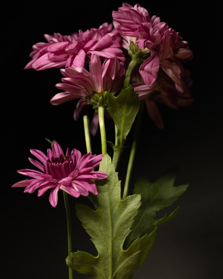 African Daisies (Osteospermum)