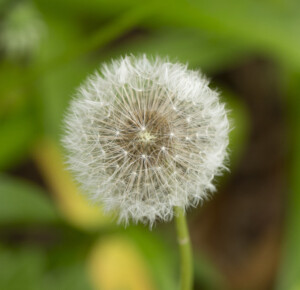 Dandelion