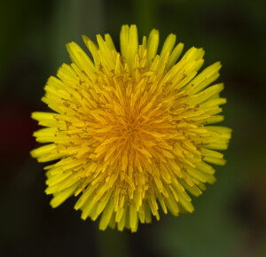 Dandelion